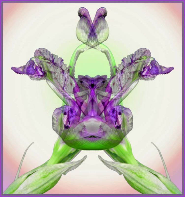 Iris3.jpg