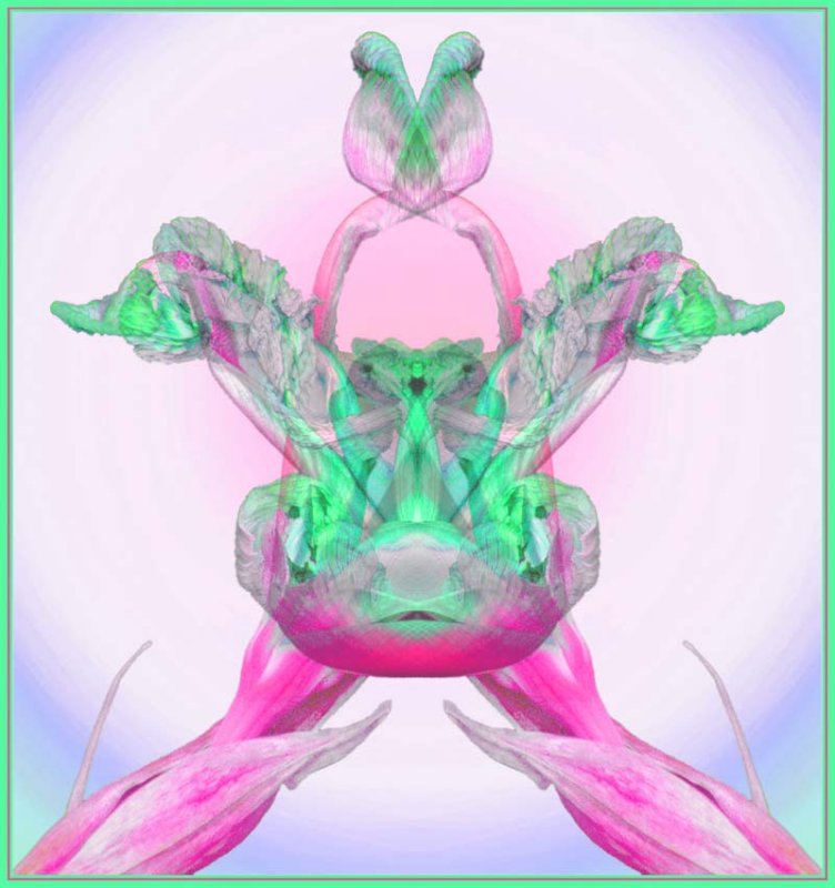 Iris4.jpg
