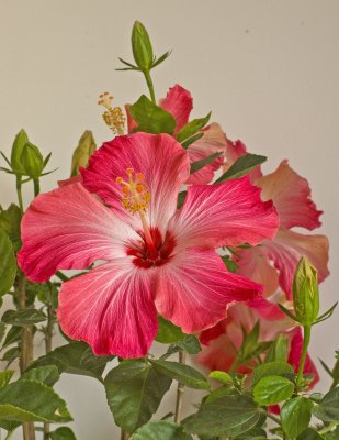 AmazingPlant.jpg