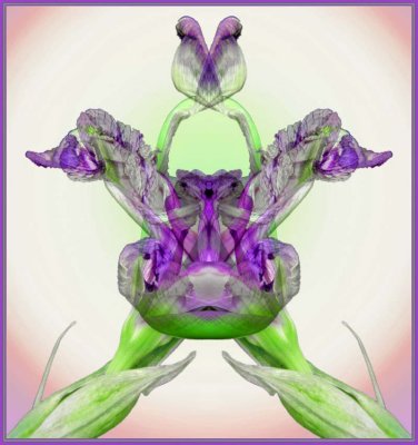 Iris3.jpg