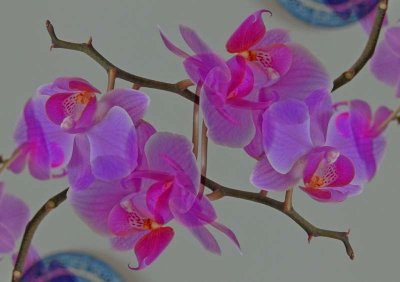 Orchids.jpg