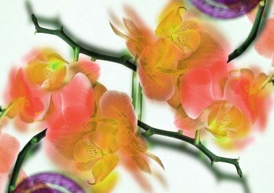Orchids4.jpg