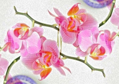 RedOrchid2.jpg