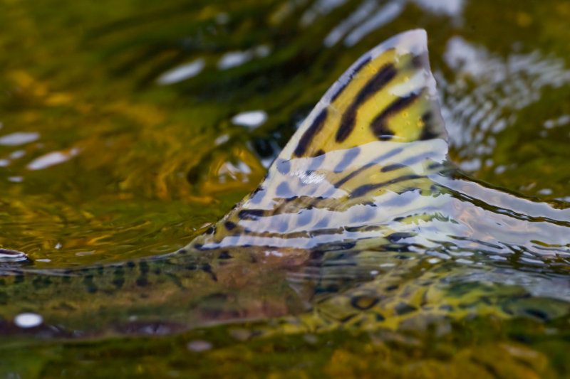 Fish tail (pink salmon)