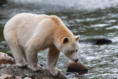 Spirit bear. He looks so cute when hes looking in the water for the salmon.