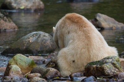 Spirit bear. Someone saw this and asked if he was pooping.  No!  He's eating.  You can see the fish head under his left paw.