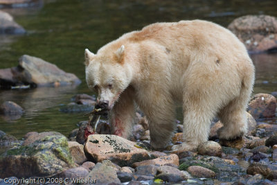 Spirit bear. Hes caught another fish already