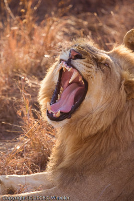 Can't resist taking a picture of a roar.  I mean yawn.