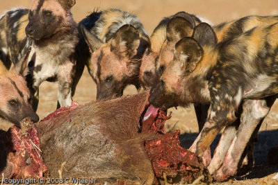 Standing in a tidy line eating the warthog