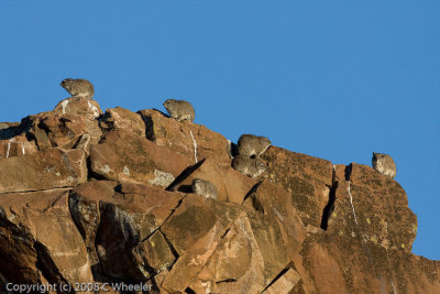 Rock dassies or Rock Hyrax, (Procavia capensis) .  Look how many there are!