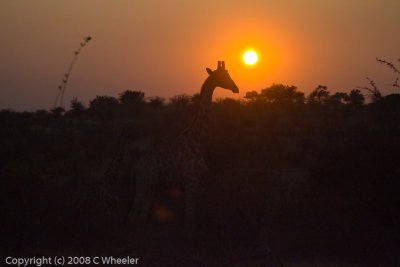 A giraffe and baby in the sunrise