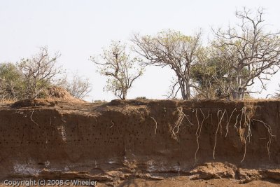 Bank of the dry Limpopo River where the Bee-eaters make their holes