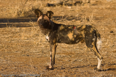 Wild dog with a chunk bitten out of his side