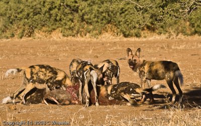 Wild dogs eating warthog.