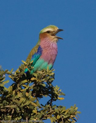 Its hard to pass by a Lilac Breasted Roller without stopping.  You can see this ones tongue.