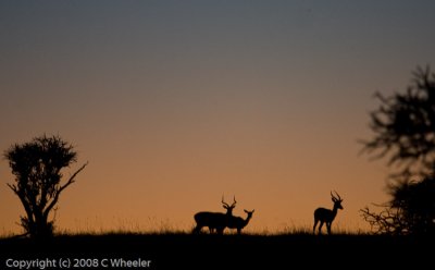 Impala in the sunset