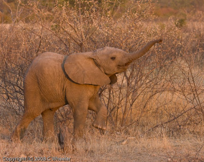 Silly young elephant