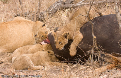 Lion cub climbing on the food