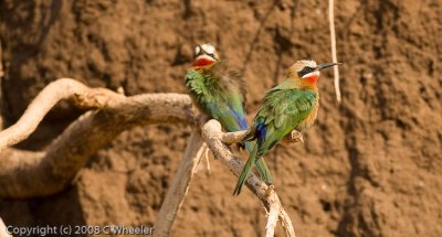 Close up of bee-eaters