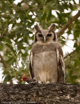 Giant Eagle Owl (with pink eyelids) having a snack.