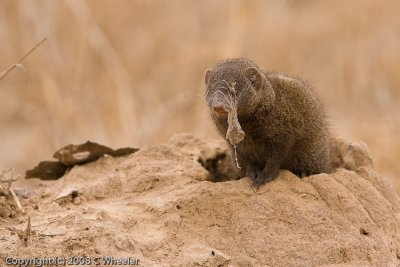 This little dwarf mongoose needs to do a little house keeping