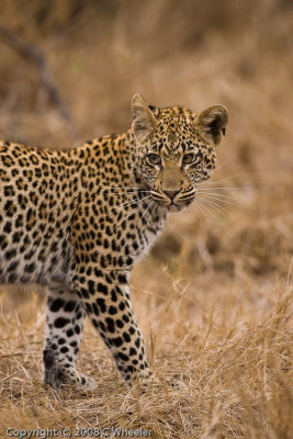 I very young (less than a year) leopard cub is very wary of something