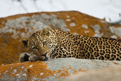 Lounging leopard