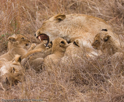 Mom gets a little frustrated with all those cubs.  Don't worry, she doesn't bite them.