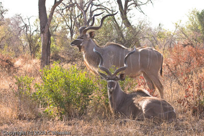 Two kudu bulls