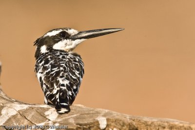 Pied kingfisher