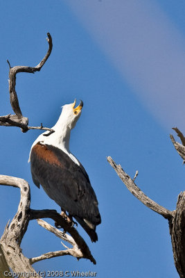 To hear a fish eagle, http://zar.co.za/sounds/fisheagle.htm