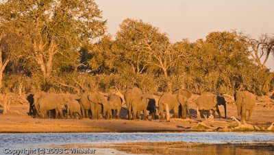 We ended up seeing between 500 and 700 elephants this night.  Unbelievably cool.
