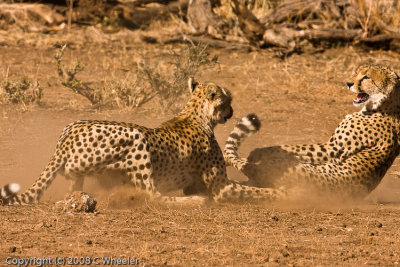 Too much lens at a cat fight