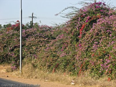 Many flowers growing on the side of the road