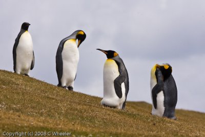 My first King Penguin sighting