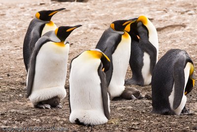 Not the greatest picture, but look at those cute little baby penguin hineys