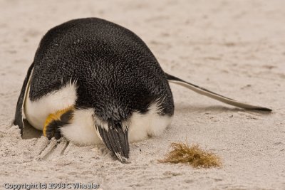 I loved this one because of the curled foot, the toenail marks in the sand, the closeup of feathers and the stretched out arm.