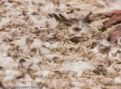 Rock shag feathers (and feet).  Everywhere.