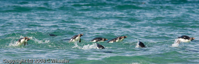 Most penguins can swim about 15 miles per hour.