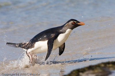 Leaving the water after feeding.