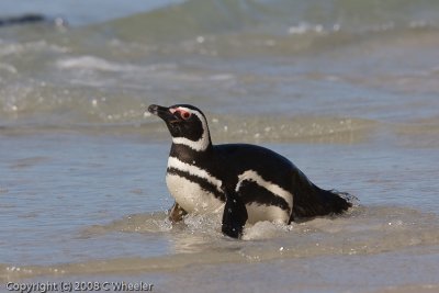 Magellanic Penguin. They burrow and build their nests underground and are very shy.
