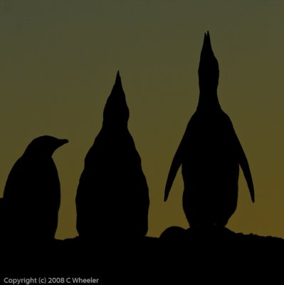 Oh, yes.  We were lucky to see penguins in sillouette against the sunset.