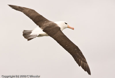 Flying albatross