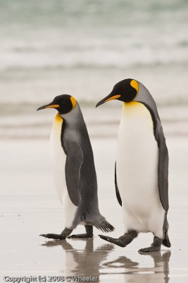 King penguins out for a stroll
