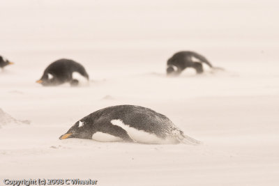 Gentoo's hunkered down in the blowing sand