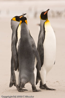 Now they all are all standing tall. With their necks stretched they are 6-8 taller than normal.