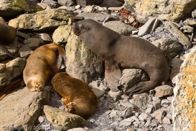 Female Sea Lion and pups