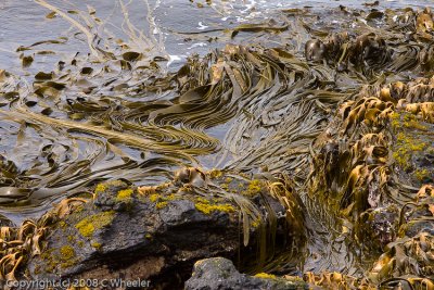 The kelp can be pretty