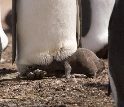 Trying to sneak back in the brood patch