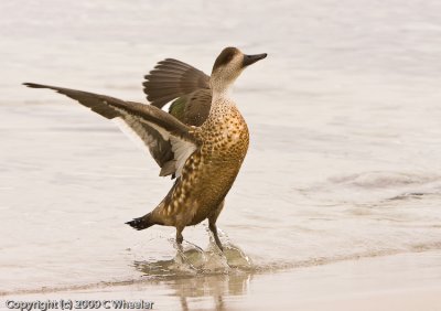 Crested duck stretching his wings